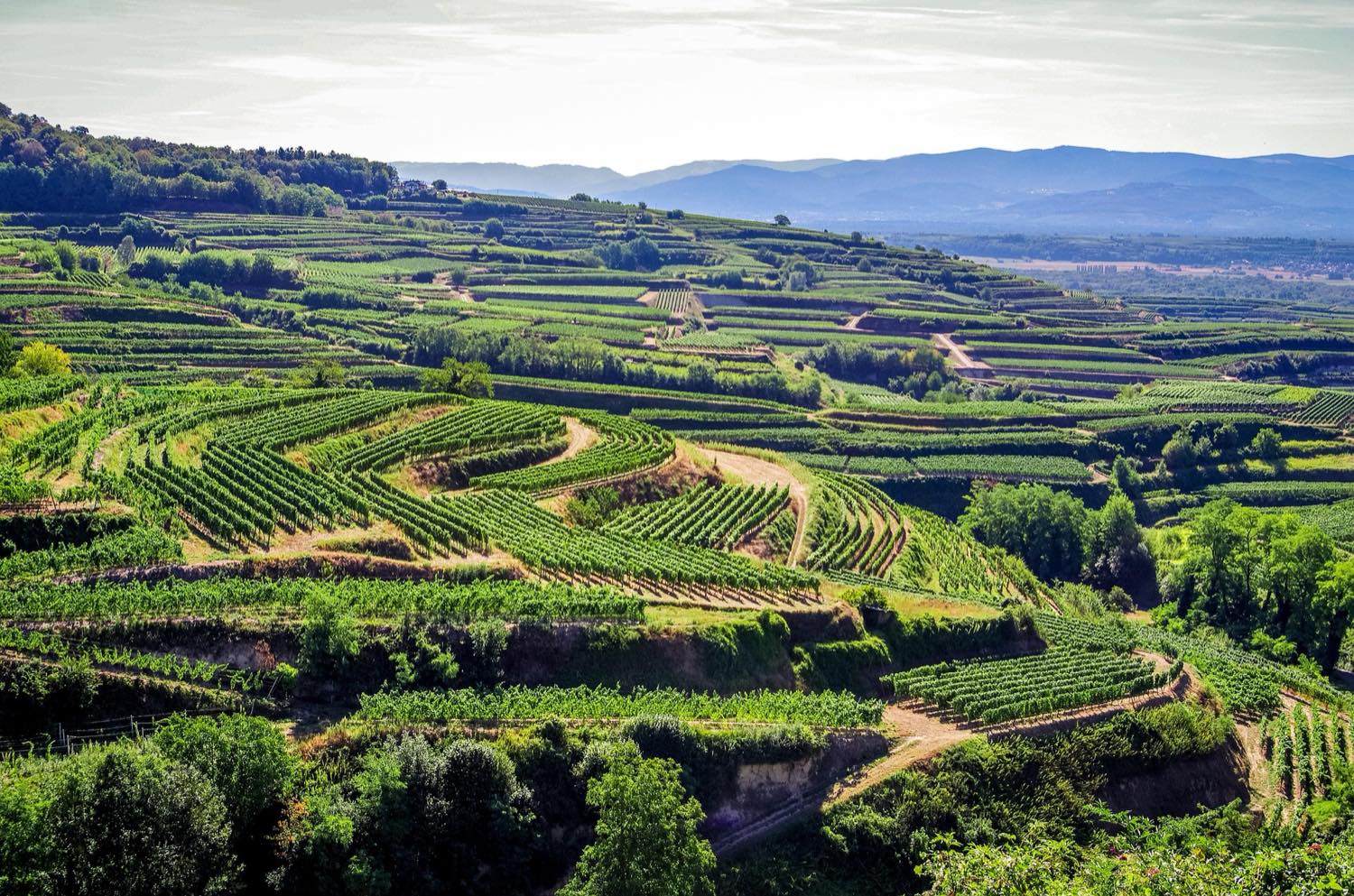 Blick &uuml;ber die Rebterrassen am Kaiserstuhl